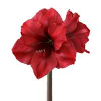 Flower isolated on transparent background png