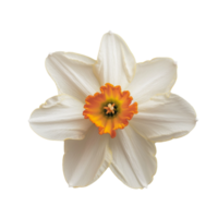 Flower isolated on transparent background png