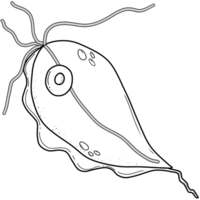 contour de trichomonas vaginale png