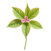 Fittonia leaf small oval leaf with intricate pink and green veining Fittonia Pink Angel png