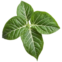 syngonium feuille La Flèche en forme de feuille avec vert et blanc bigarrure et important veines syngonium podophylle png