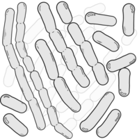 outline of Lactobacillus bacteria png