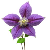 roxa clematis ampla Estrela em forma flores com proeminente estames levemente torcido pétalas clematis jackmanii png