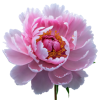 Pink peony tightly packed ruffled petals gradual unfurling from center subtle color variations Paeonia lactiflora. Flowers isolated on transparent background png