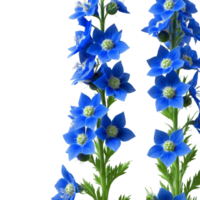 Blue delphinium tall spikes of small flowers with spurred petals white center Delphinium grandiflorum png