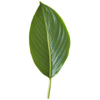 Peace lily leaf elongated oval leaf with glossy dark green surface and prominent midrib Spathiphyllum png