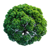 top view tree isolated on transparent background , png