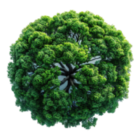 top view tree isolated on transparent background , png