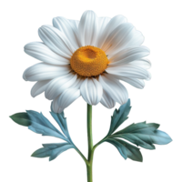 daisy flower isolated on transparent background , png