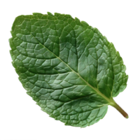 mint leaves isolated on transparent background , png