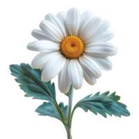 daisy flower isolated on transparent background , png