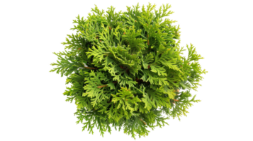 Montezuma Cypress on the transparent background, Format png