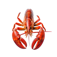 homard sur fond transparent png