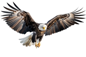 majestuoso calvo águila en vuelo en contra un transparente cielo png