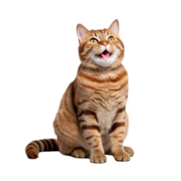 Happy cat isolated on transparent background png