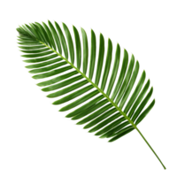 Verdant palm frond gracefully arching against a transparent backdrop png