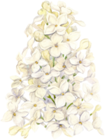 acuarela dibujo de blanco lila. mano dibujado botánico ilustración de Shringa vulgaris. primavera púrpura flores para un romántico tarjeta. un aromático planta para embalaje jabón, perfume, productos cosméticos. png