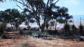 A scenic view of a tree-filled field video