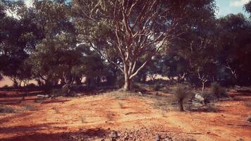 A serene dirt road winding through a lush forest video