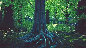 ein majestätisch Baum mit ausgesetzt Wurzeln im ein mystisch Wald video