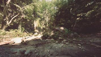 un' sporco strada circondato di alberi e rocce. montagna sentiero video