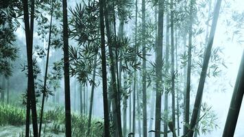 un sereno bambú arboleda envuelto en un misterioso niebla video