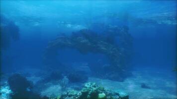 An underwater view of a coral reef in the ocean video