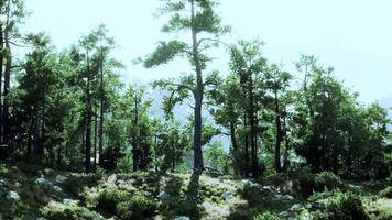 A lush and vibrant forest landscape with a multitude of towering trees video