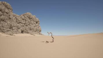 A lone tree in the middle of a desert. hot desert video