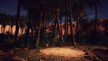 A group of palm trees illuminated by moonlight in a deserted landscape video