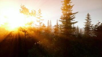 Sun rays filtering through trees in a lush forest video