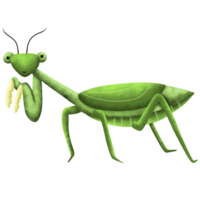 Mantis cute watercolor insect png