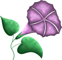 Bellflower beautiful blossom flower watercolor png