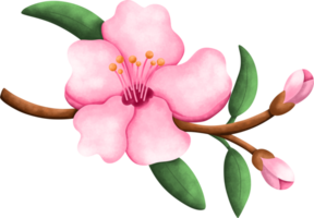 sakura hermosa florecer flor acuarela png