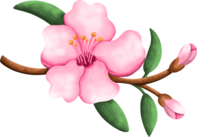 sakura skön blomma blomma vattenfärg png