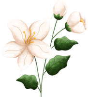 Jasmine beautiful blossom flower watercolor png