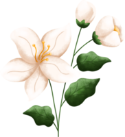 jasmin skön blomma blomma vattenfärg png