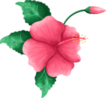 Hibiscus beautiful blossom flower watercolor png