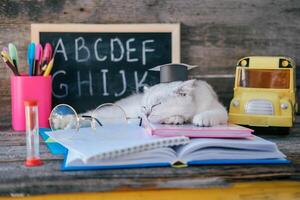 A small white kitten in a graduates hat and glasses for vision and sleeps on open books against the background of a school board with the English alphabet. The cat is tired of doing homework. photo