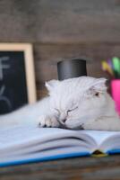 un pequeño blanco gatito duerme en abierto libros en contra el antecedentes de un colegio tablero con el Inglés alfabeto. el gato es cansado de haciendo tarea. foto