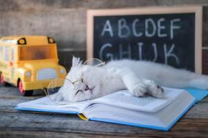 A small white kitten in glasses for vision sleeps on open books against the background of a school board with the English alphabet. The cat is tired of doing homework. Back to school concept. photo