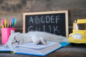 A small white kitten sleeps on open books against the background of a school board with the English alphabet. The cat is tired of doing homework. photo