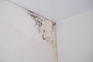 Mold on the wall under the wallpaper. Humidity in the apartment photo