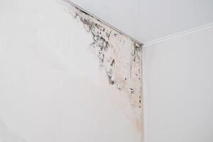 Mold on the wall under the wallpaper. Humidity in the apartment photo