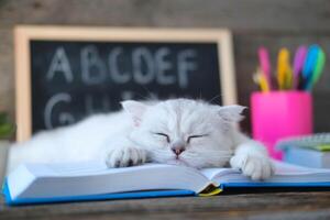 un pequeño blanco gatito duerme en abierto libros en contra el antecedentes de un colegio tablero con el Inglés alfabeto. el gato es cansado de haciendo tarea. foto