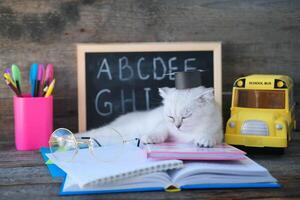 un pequeño blanco gatito duerme en abierto libros en contra el antecedentes de un colegio tablero con el Inglés alfabeto. el gato es cansado de haciendo tarea. foto