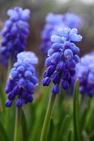 Muscari plant blossom close up. Early spring bulbous plant. photo