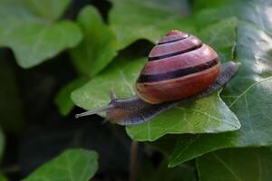 The garden banded snail, scientific name Cepaea hortensis, is a medium-sized species of air-breathing land snail, a terrestrial pulmonate gastropod mollusc in the family Helicida photo