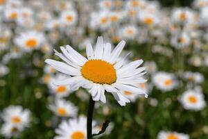 White garden daisy flower close up with garden daisies in the background, landscape photo