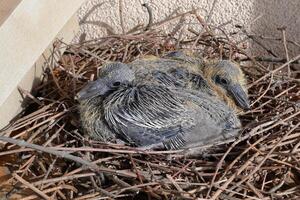 Baby pigeons in a nest on a balcony next to a shoebox photo